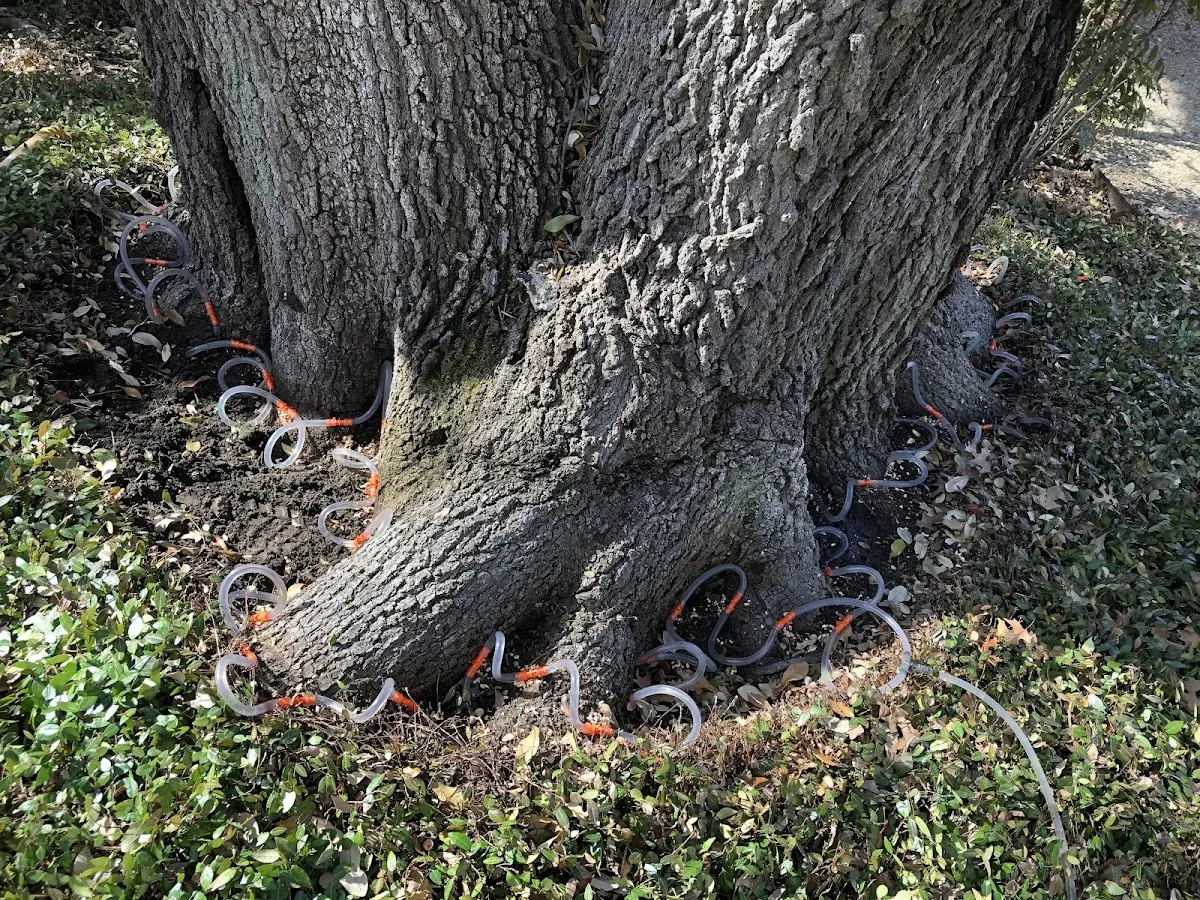 Detailed Tree Cabling and Bracing job site in Indian Valley