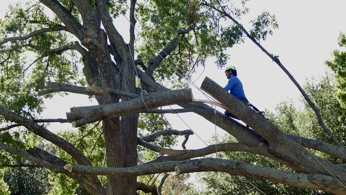 Professional Crown Thinning performed by certified arborists in Indian Valley