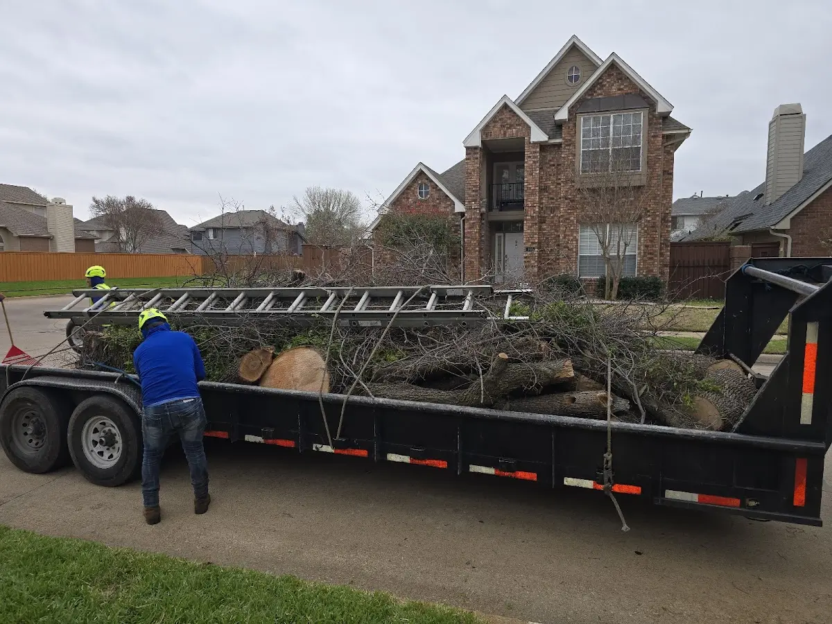 Expert Tree Removal with proper safety equipment in Indian Valley
